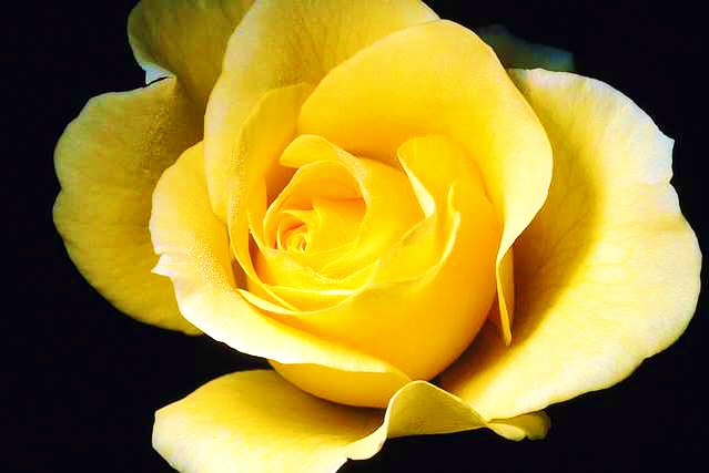 Yellow Rose.jpg (71034 bytes)
